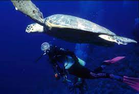 Port Ghalib wycieczki fakultatywne