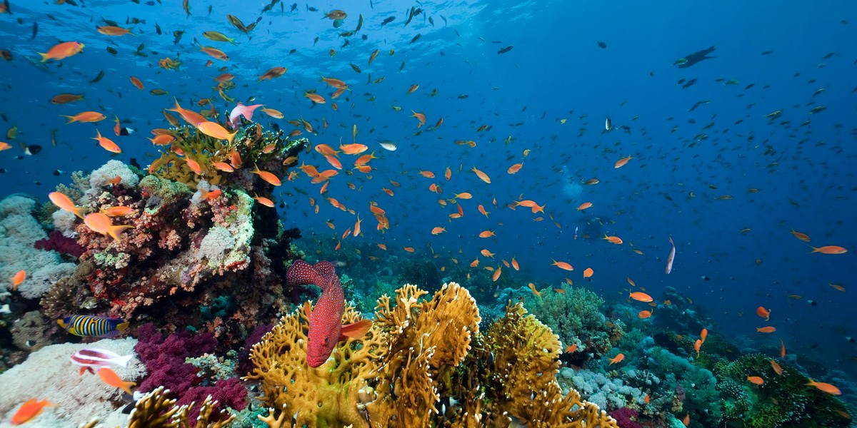 Marsa Alam Wycieczki Fakultatywne