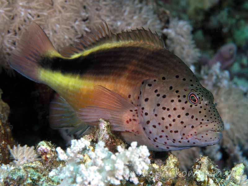 Ryby żagiewkowate (Cirrhitidae)