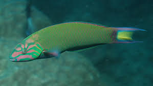 Wargaczowate (Labridae)