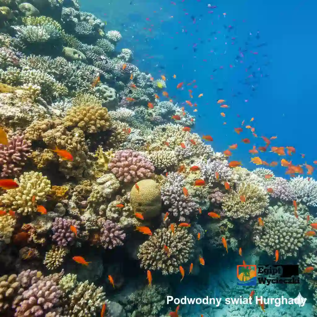 Podwodny świat Hurghady – cud natury Morza Czerwonego