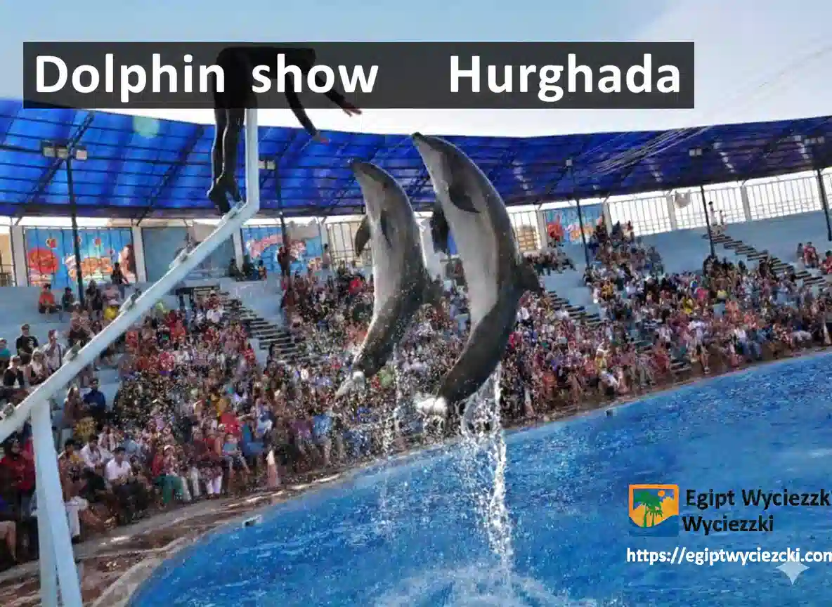 Pokaz Delfinow – Hurghada 
