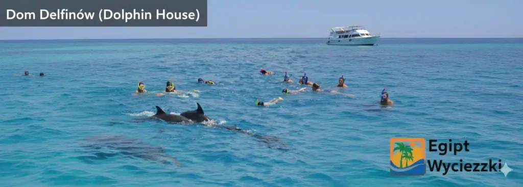 Dom Delfinów (Dolphin House)