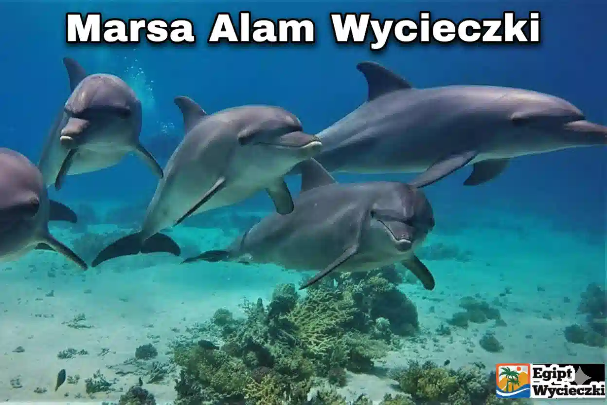 Marsa Alam – Полный гид