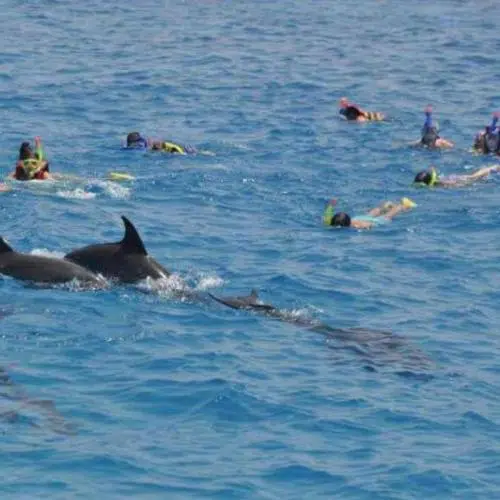 Dom Delfinów (Dolphin House)