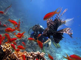 Hurghada rafa koralowa