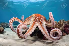 Ośmiornice Morza Czerwonego