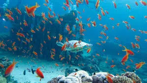 Atrakcje Sharm El Sheikh – co warto zobaczyć?