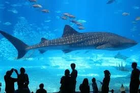  Hurghada Aquarium