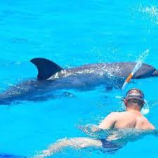 Dom Delfinów (Dolphin House)