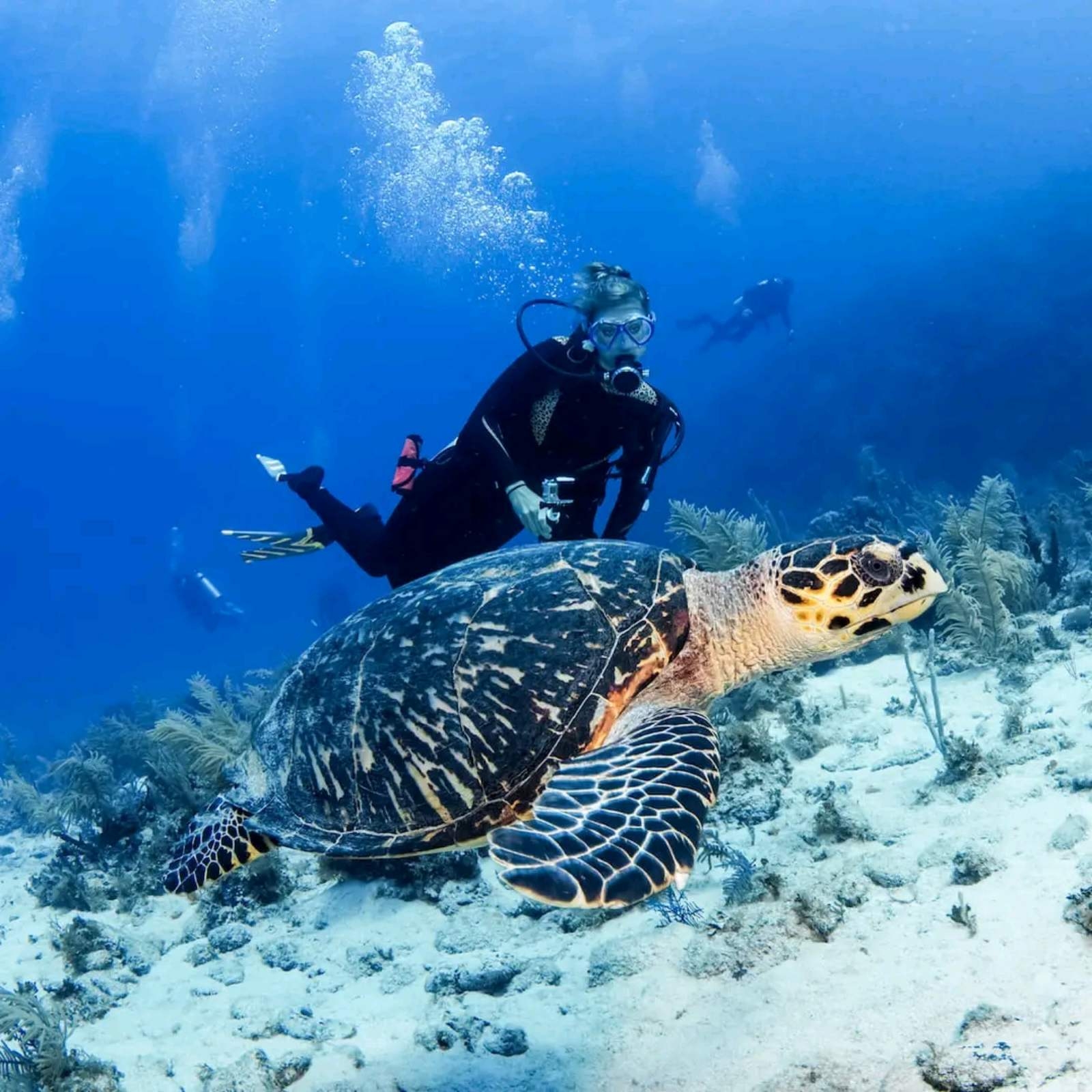Zatoka Żółwi Marsa Alam