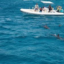 hurghada pływanie z delfinami