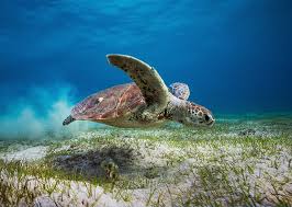 Jakie żółwie można spotkać W wodach Marsa Alam 