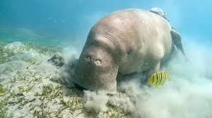 . Marsa Egla – dzikie krowy morskie Egipt